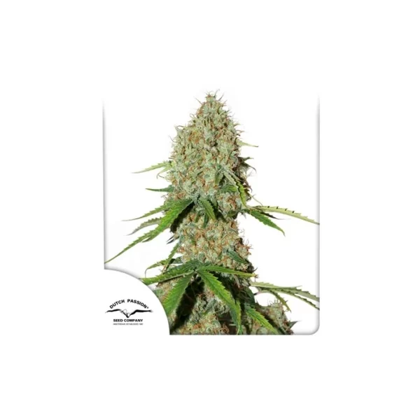 Auto Brooklyn Sunrise de Dutch Passion