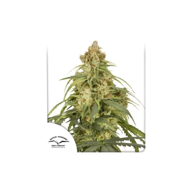 Auto CBD-Victory de Dutch Passion