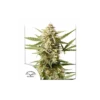 Auto Cinderella Jack de Dutch Passion