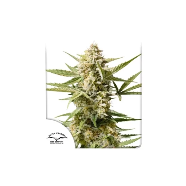 Auto Cinderella Jack de Dutch Passion