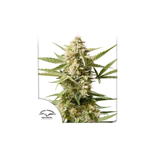Auto Cinderella Jack de Dutch Passion