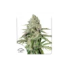 Auto Colorado Cookies de Dutch Passion