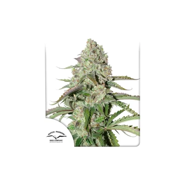 Auto Colorado Cookies de Dutch Passion