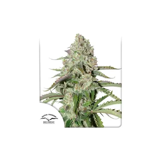 Auto Colorado Cookies de Dutch Passion