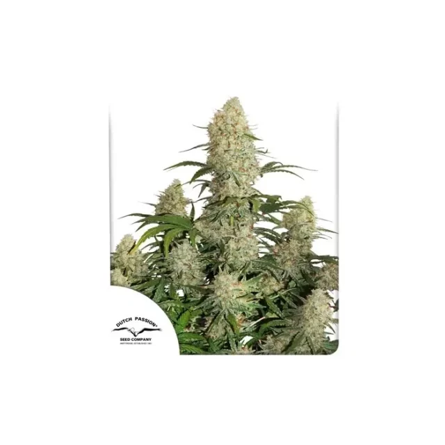 Auto Critical Orange Punch de Dutch Passion