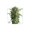 Auto Daiquiri Lime de Dutch Passion
