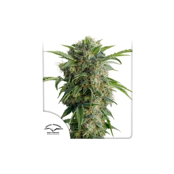 Auto Daiquiri Lime de Dutch Passion