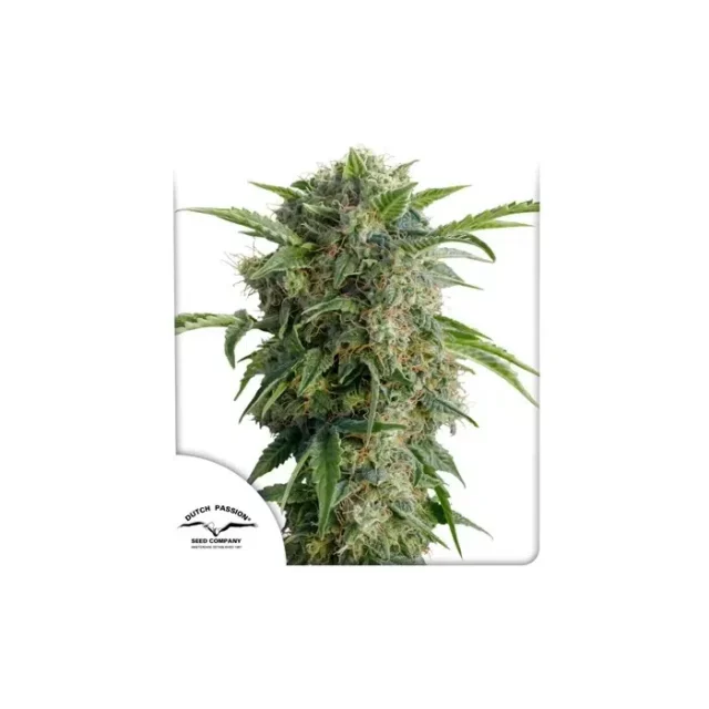 Auto Daiquiri Lime de Dutch Passion