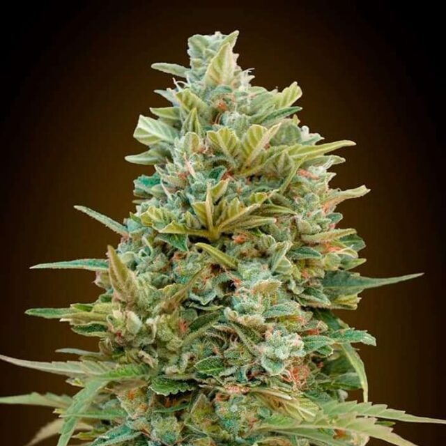 Auto Do-Si-Dos Cookies feminizada de 00 Seeds