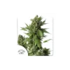 Auto Duck de Dutch Passion