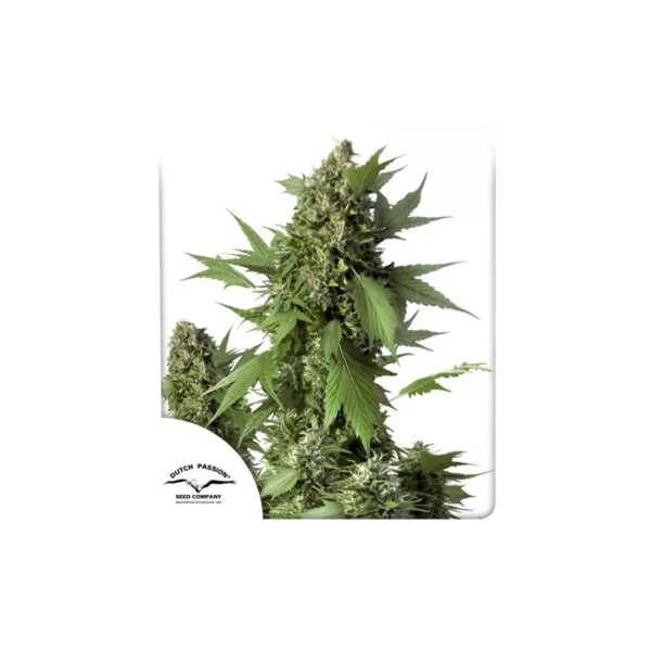 Auto Duck de Dutch Passion