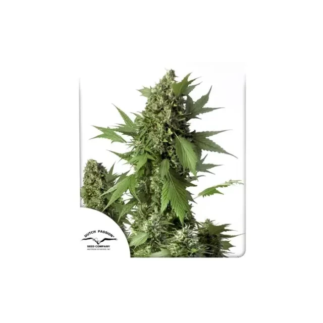 Auto Duck de Dutch Passion