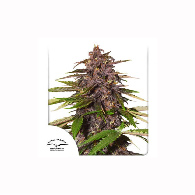 Auto Forbidden Cherry de Dutch Passion