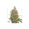 Auto Glueberry OG de Dutch Passion