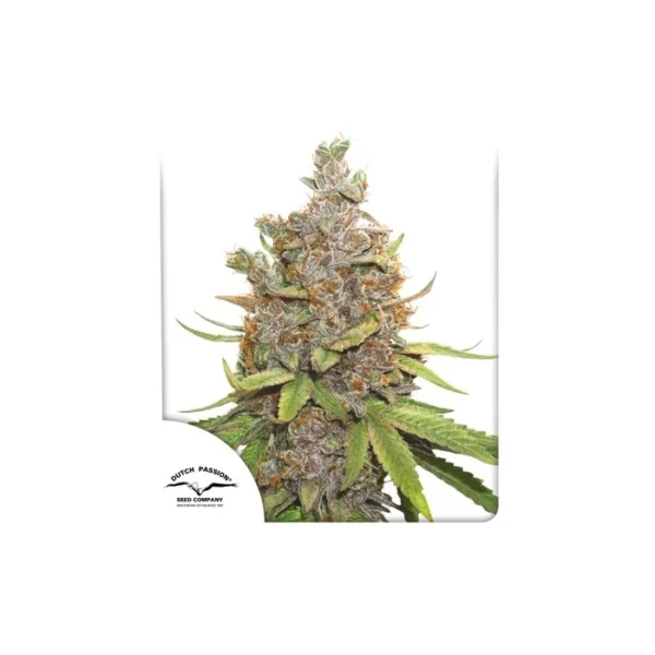 Auto Glueberry OG de Dutch Passion