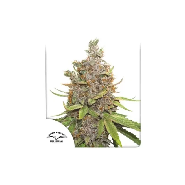 Auto Glueberry OG de Dutch Passion