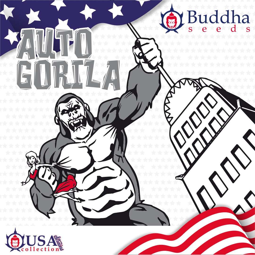 Auto Gorila de Buddha Seeds
