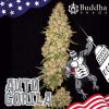 Auto Gorila de Buddha Seeds