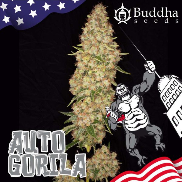 Auto Gorila de Buddha Seeds