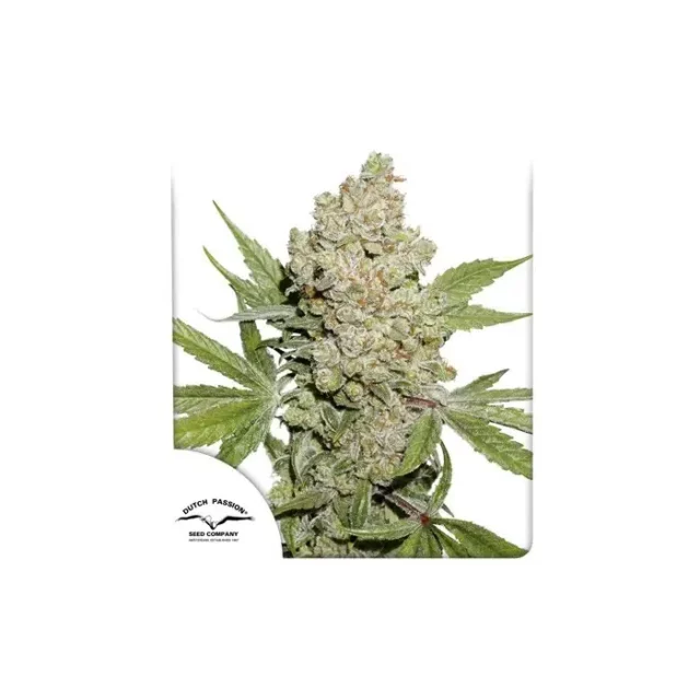 Auto Lemon Kix de Dutch Passion
