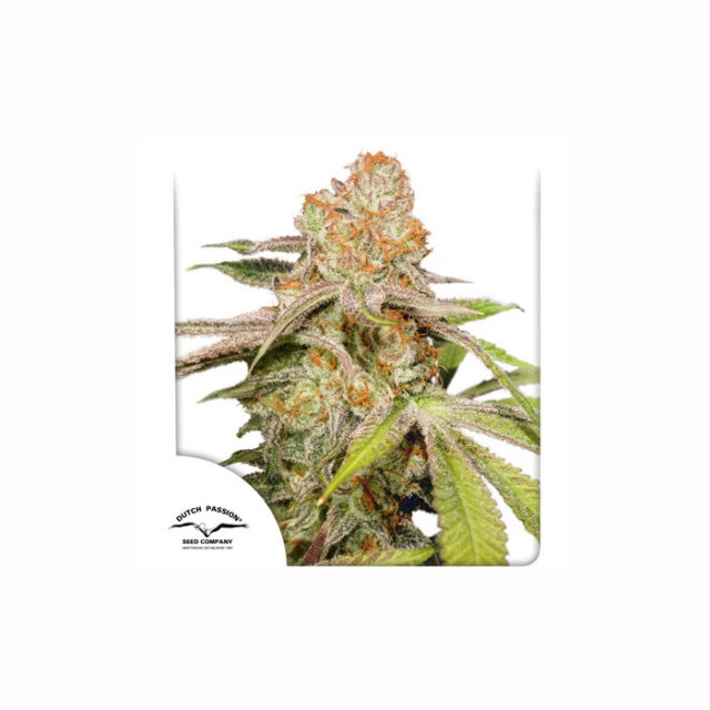 Auto MAC #1 de Dutch Passion
