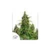 Auto Mazar de Dutch Passion