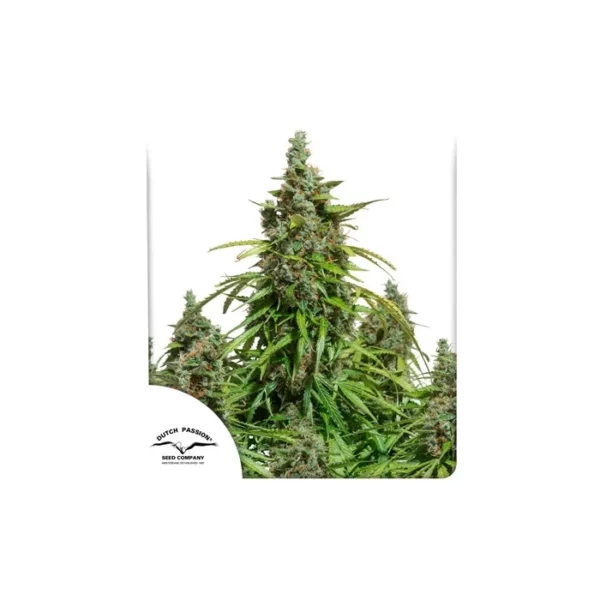 Auto Mazar de Dutch Passion