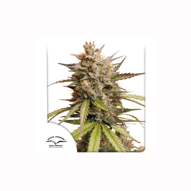 Auto Melonade Runtz de Dutch Passion