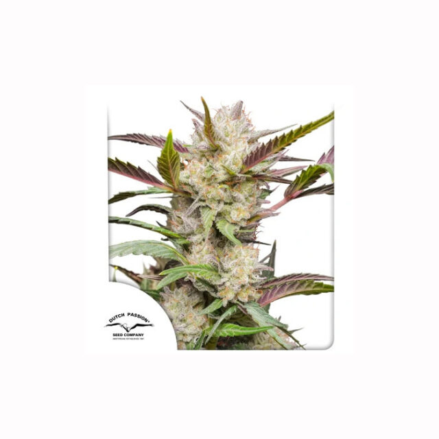Auto Mimosa Punch de Dutch Passion