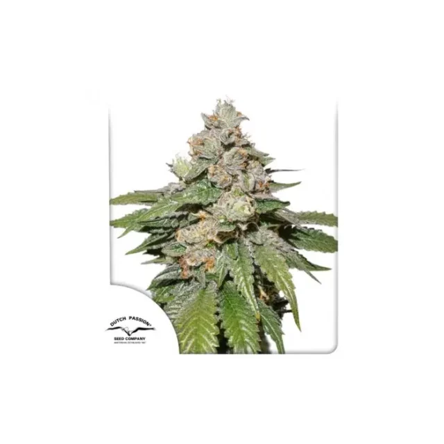 Auto Mokum's Tulip de Dutch Passion