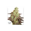 Auto Night Queen de Dutch Passion