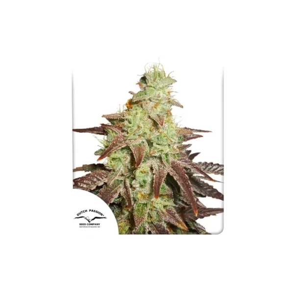 Auto Night Queen de Dutch Passion