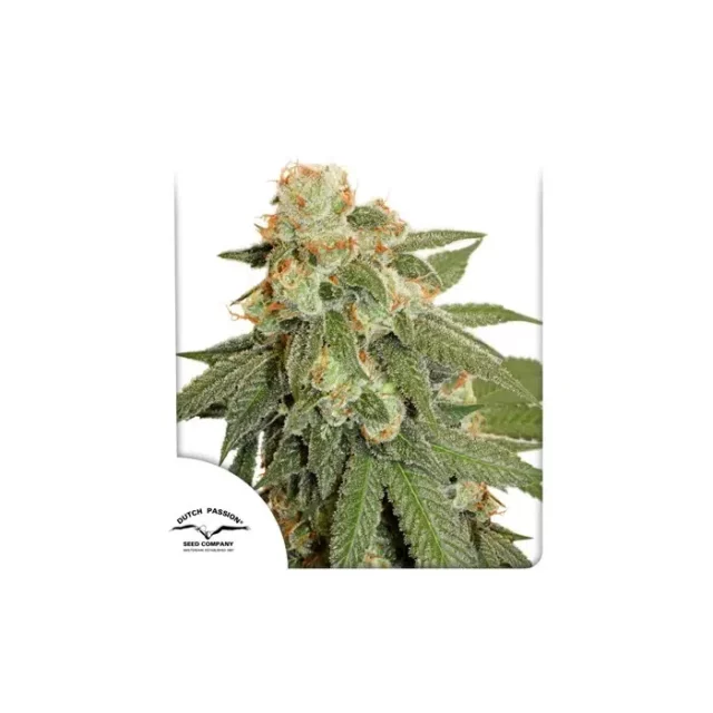 Auto Orange Bud de Dutch Passion