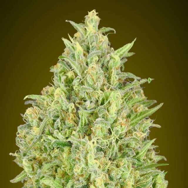 Auto Pineapple Glue feminizada de 00 Seeds