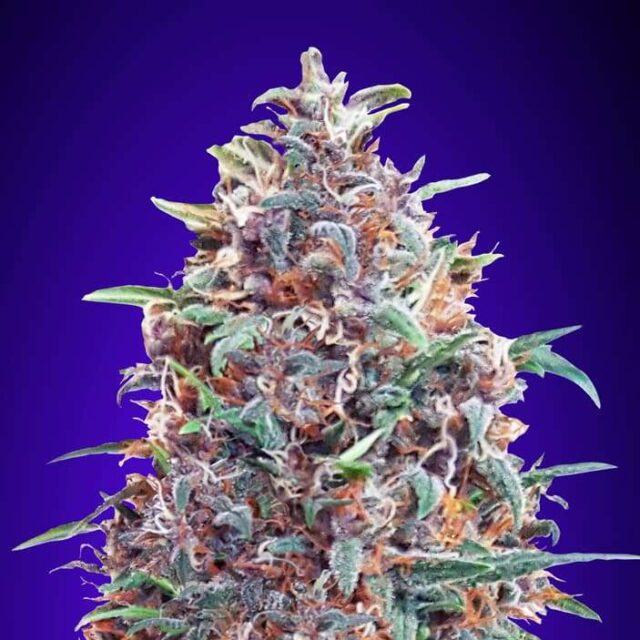 Auto Purple Diesel feminizada de 00 Seeds