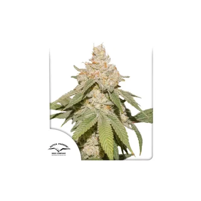 Auto SFV OG de Dutch Passion