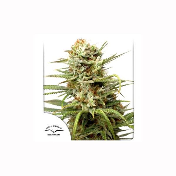 Auto White Widow de Dutch Passion