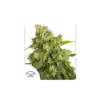 Auto Xtreme Haze de Dutch Passion