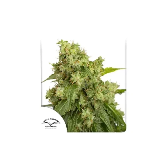 Auto Xtreme Haze de Dutch Passion