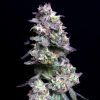 Baked Apple Cherries feminizada de Elev8 Seeds