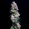 Baked Apple Cherries feminizada de Elev8 Seeds