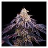 Baked in Paris feminizada de Perfect Tree