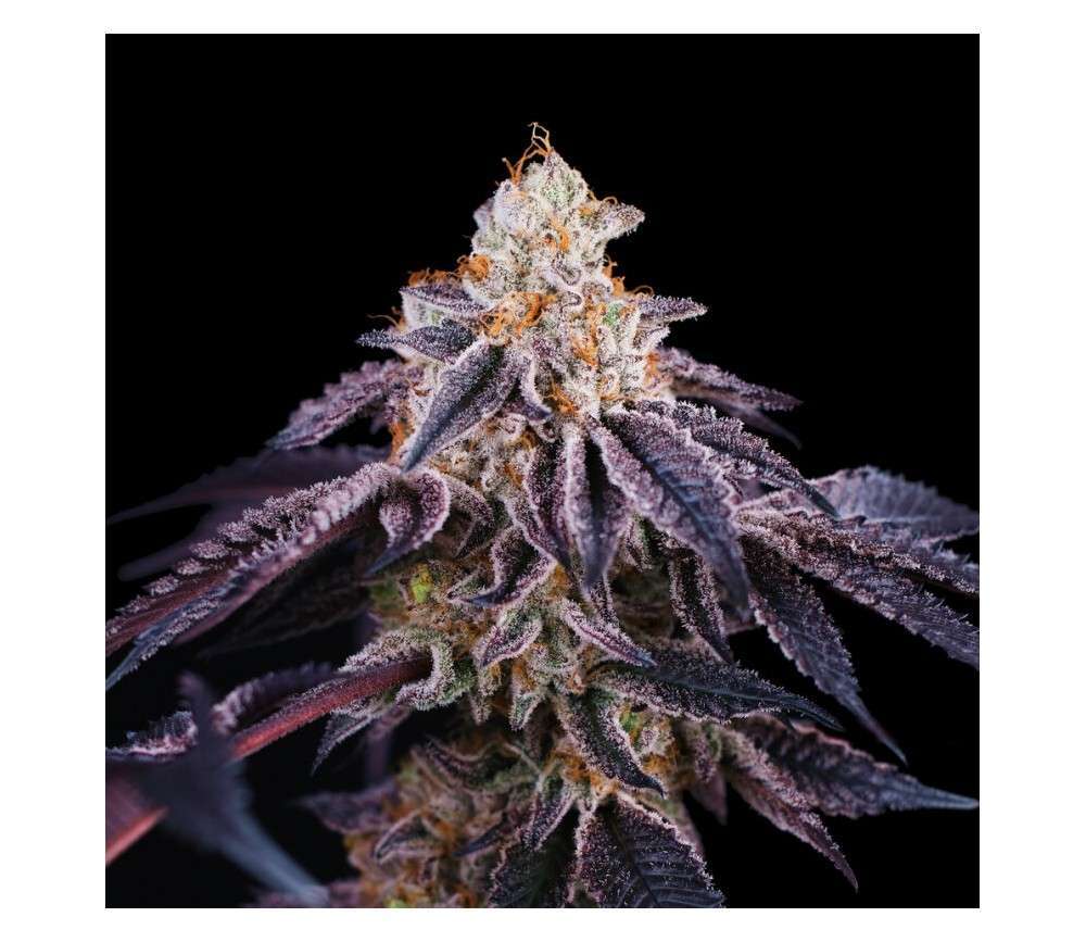 Baked in Paris feminizada de Perfect Tree