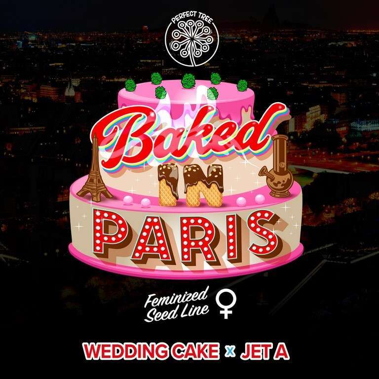 Baked in Paris feminizada de Perfect Tree