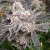 Bakers Fruit feminizada de Elev8 Seeds