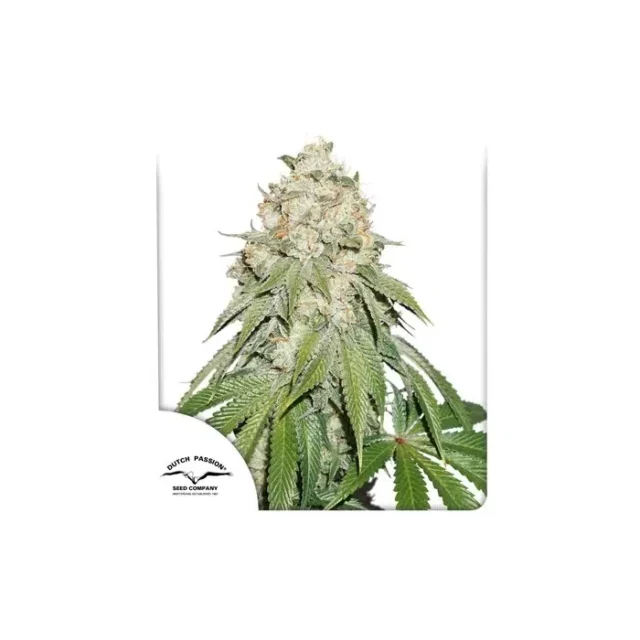 Banana Blaze feminizada de Dutch Passion