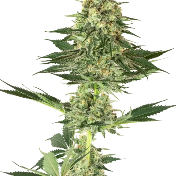 Banana Kush feminizada de White Label Seeds