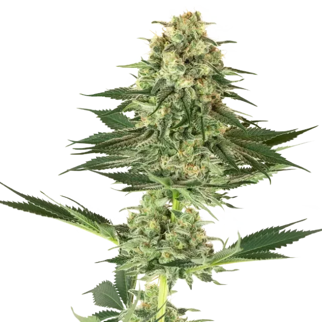 Banana Kush feminizada de White Label Seeds