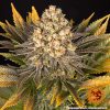Banana Punch feminizada de Barney's Farm