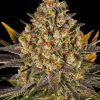 Banana Punch feminizada de Barney's Farm
